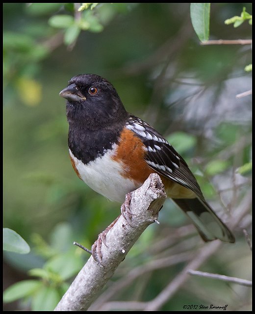 _2SB5424 spotted towhee.jpg